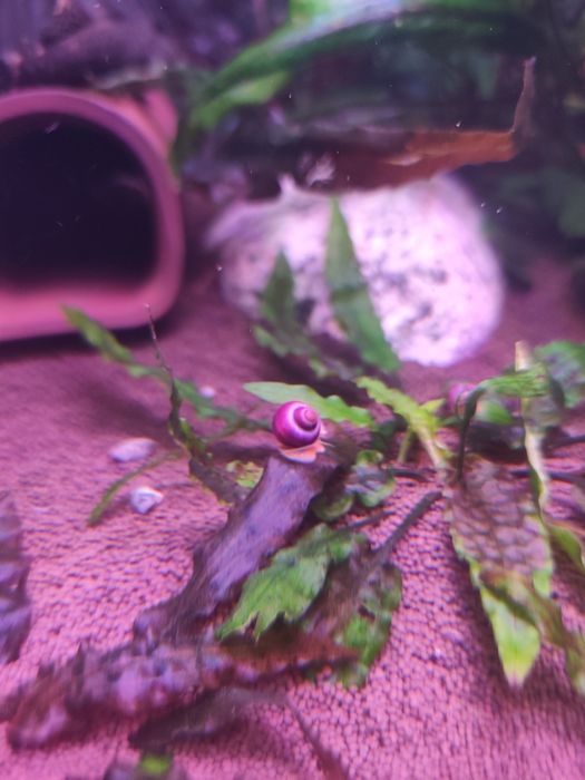 Улитки ампулярии