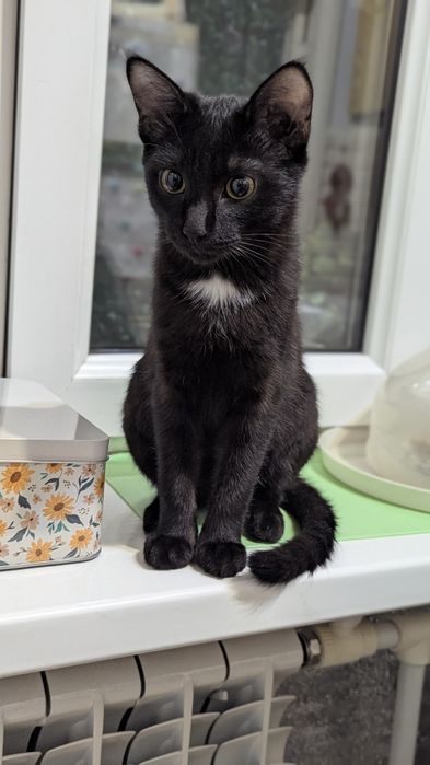 Бэтмен ищет дом  ,где он будет в безопасности и будет любим