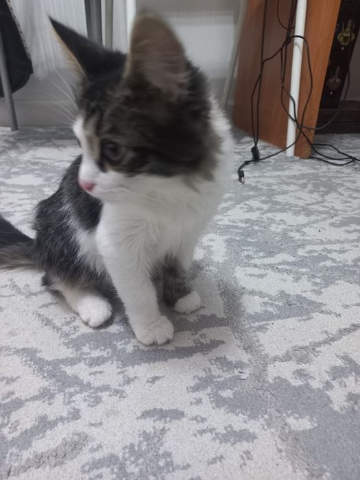 Отдам котенка в добрые руки!!!