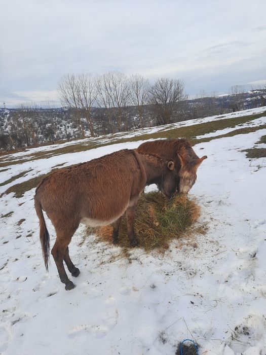 oferta magarite cu pui și gestante