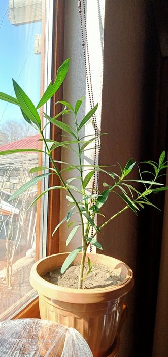 Олеандр домашний цветок