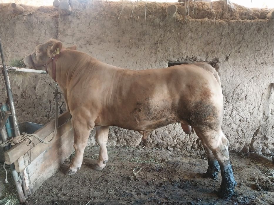 Limuzin buqa sotiladi