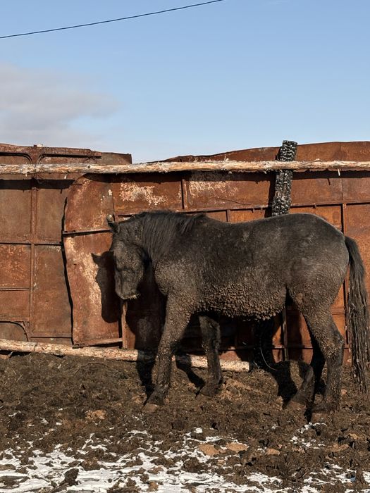 Продам айгыр полутяж