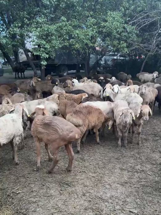 Құрбандыққа жарамды қойлар бар