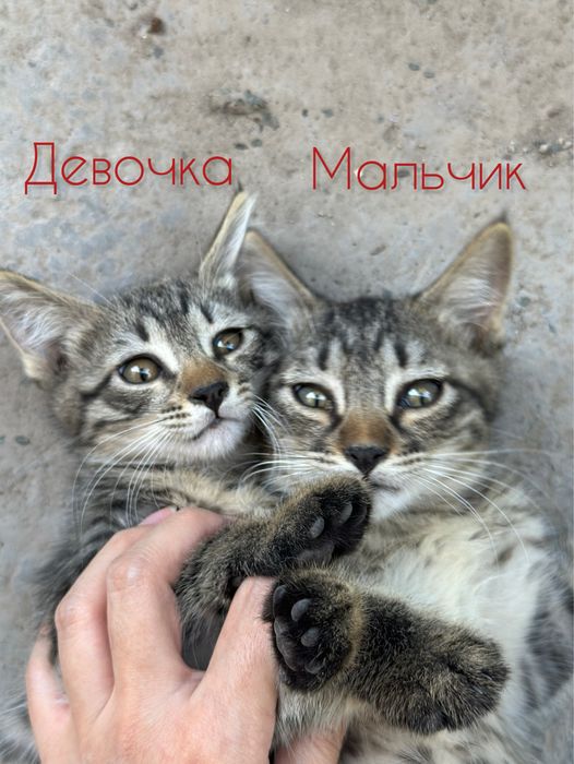 Милые и добрые котята