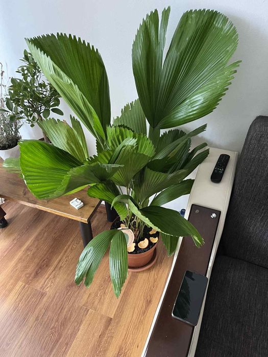 Palmier Licuala Grandis H 130-150