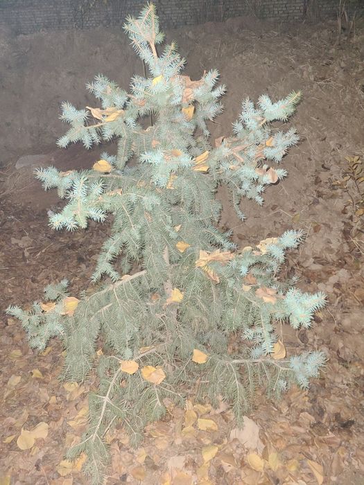 Archa голубой ель и серебристый ель