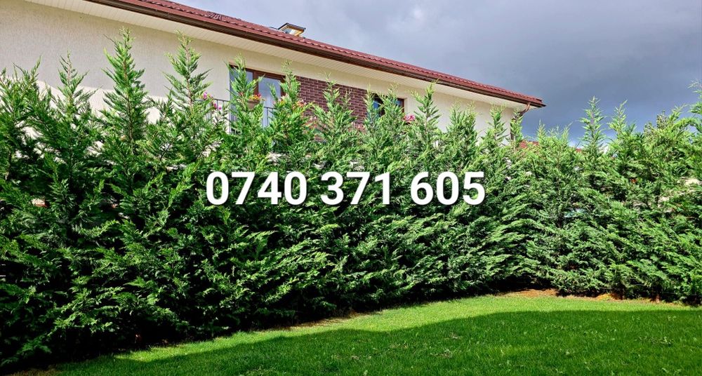 Producator gard viu mereu verde ,Leyland,Laur,Photinia