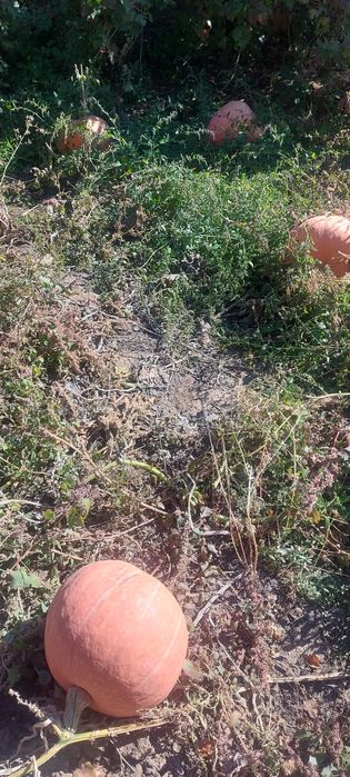 ПРОДАМ ТЫКВУ с огорода, очень вкусная.