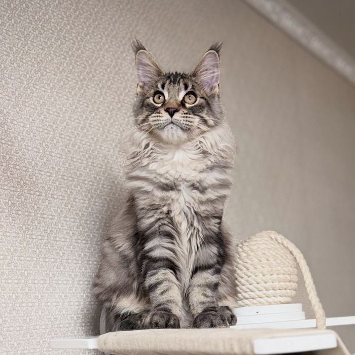 Рысь мейн-кун гигант 2 мес