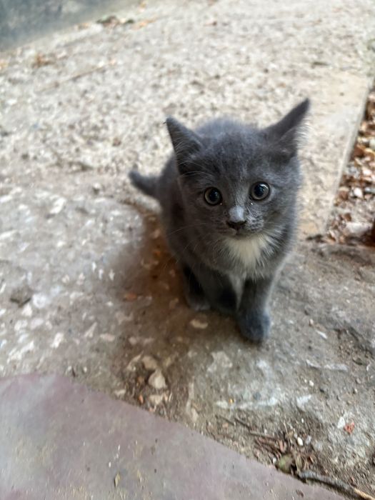 котята, 2 кошечки