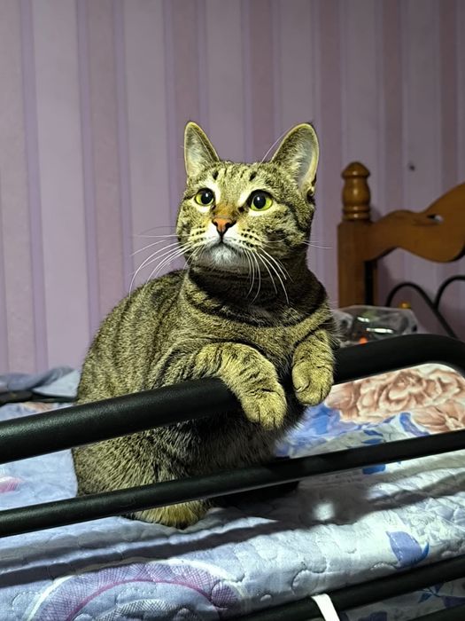 Кошки в добрые руки