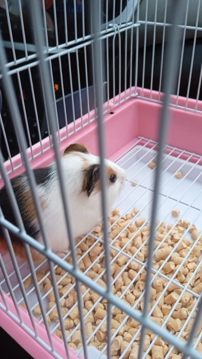 Морская свинка девочка