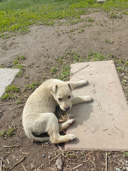 Щенки в добрые руки!