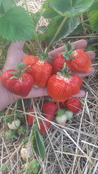 Stoloni Capsuni A+ Premium