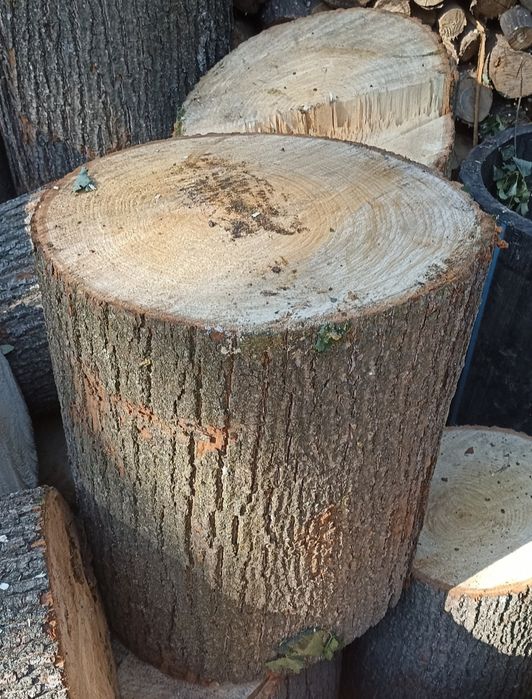 Пень ЛИПА чурка ствол