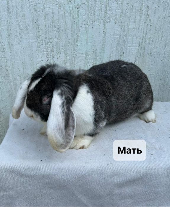 Продам крольчат.