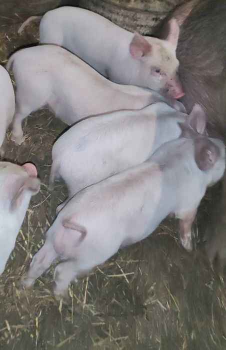 Поросята ландрасы