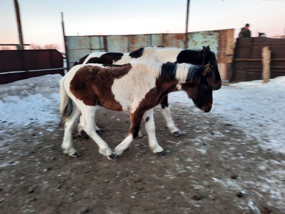 Жылқылар . Лощади.