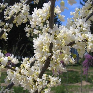 Cercis Shirobana