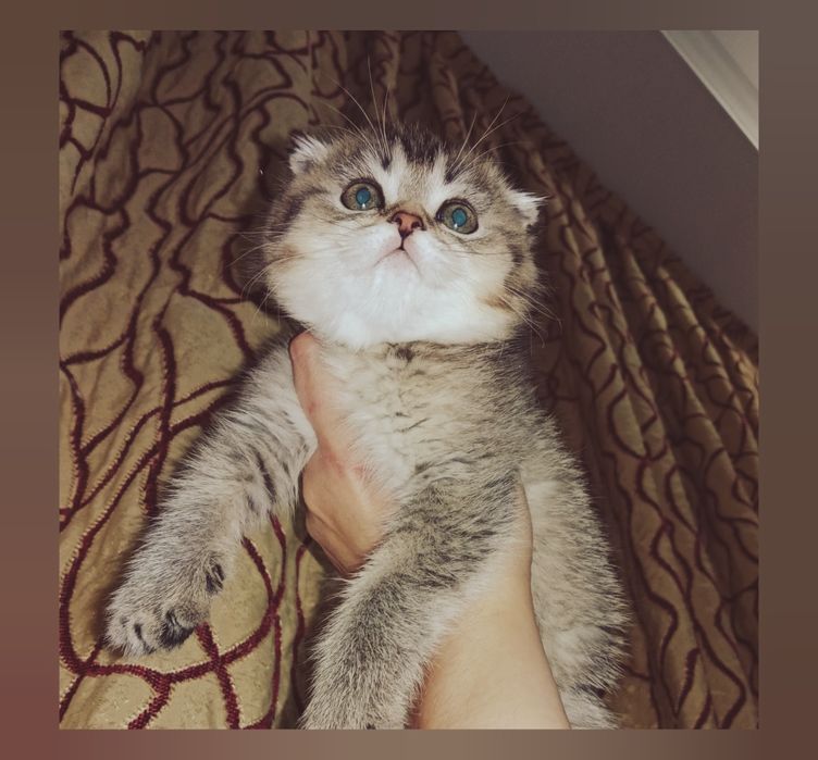 Сладусечка девочка Скоттиш Фолд тикированное золото Шиншила