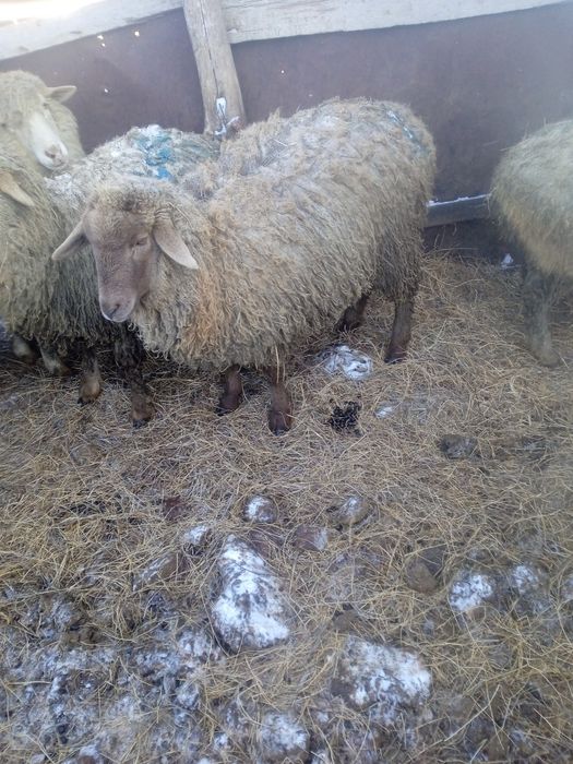 Продается ярочки, ұрғашы тоқтылар