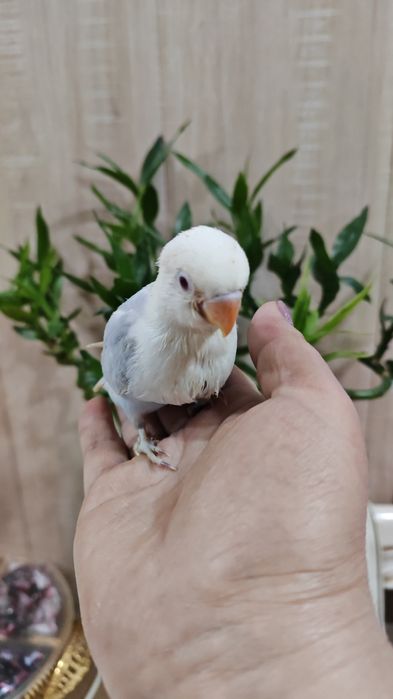 Продается птенец Неразлучника.