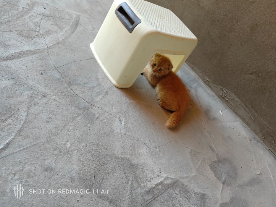 Котёнки продаётся, СКОТИШ ФОЛД. Zotli Mushukchalar  sotiladi 2oylik.