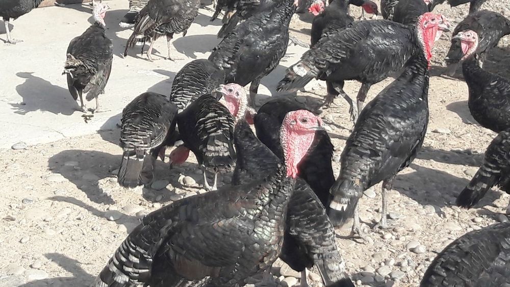 Kurkalar sotiladi optom narxlarda