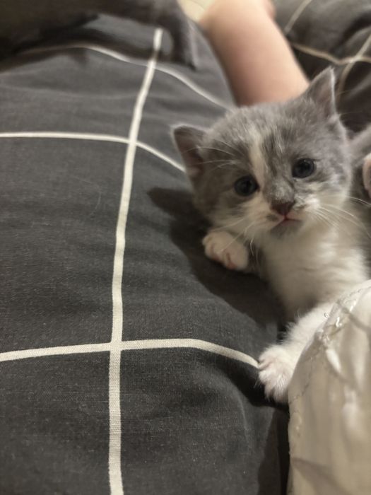 Отдам котят 1 мальчик 1 девочка