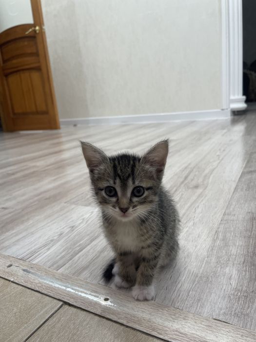 котенок девочка в добрые руки
