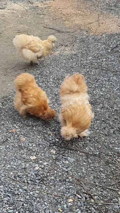 Продажа американский шолк куры