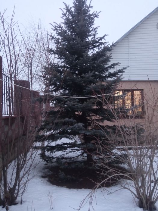 Голубая Ель Елка