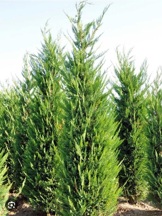 Leylandy green toate dimensiunile