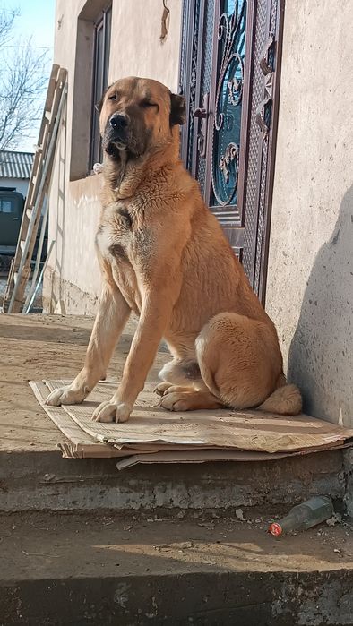Төбет  сатылады.