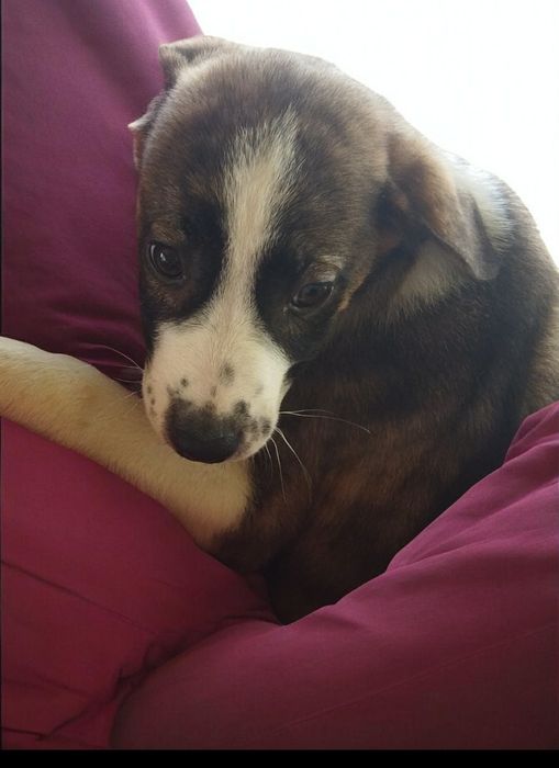 ПОДАРЯВАМ СПЕШНО ТЪРСЯТ ДОМ – 5 малки бебета пазачи.