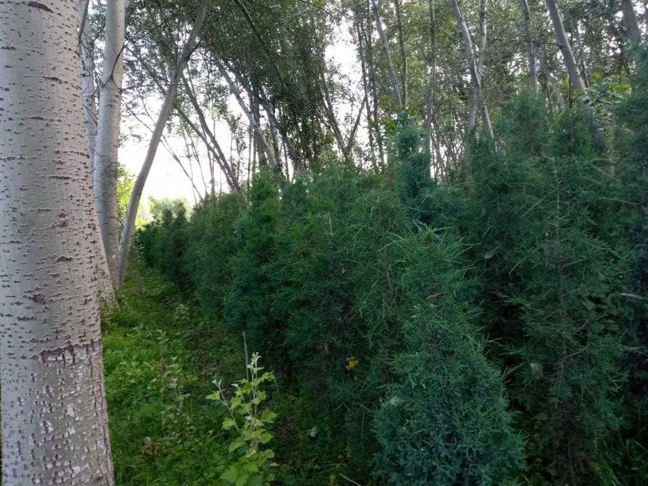 АРЧА можжевельник ОПТОМ