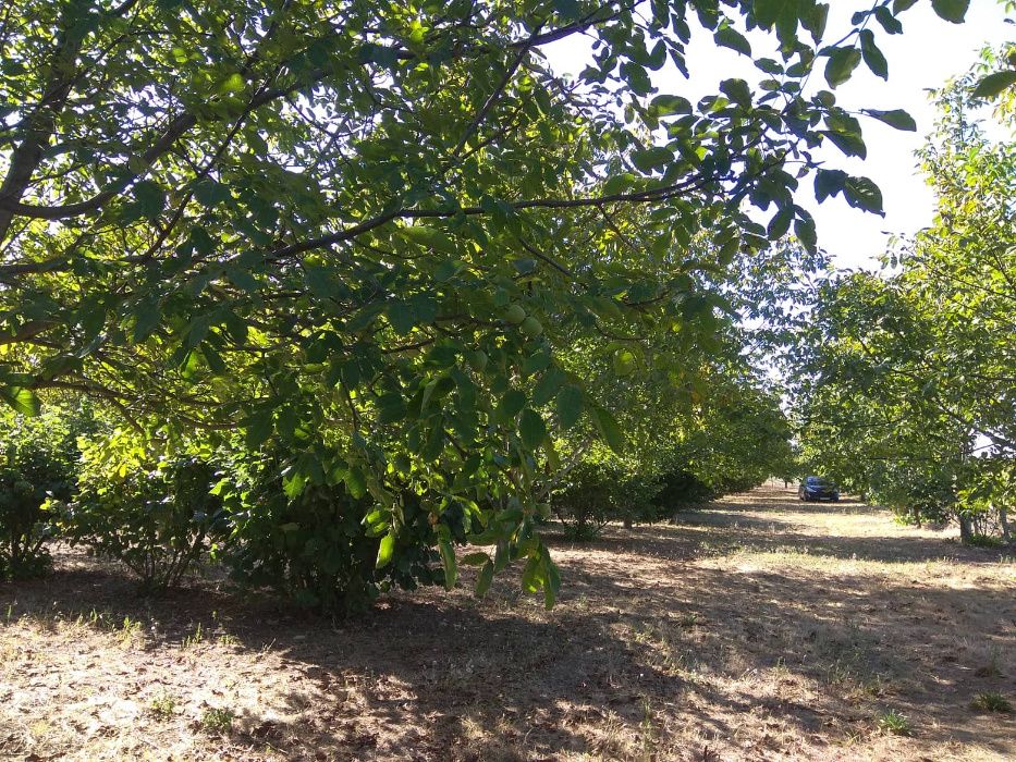 Продава се Земеделски имот в Шумен, Център -  кв.м за 3060 €/дка - Снимка #8