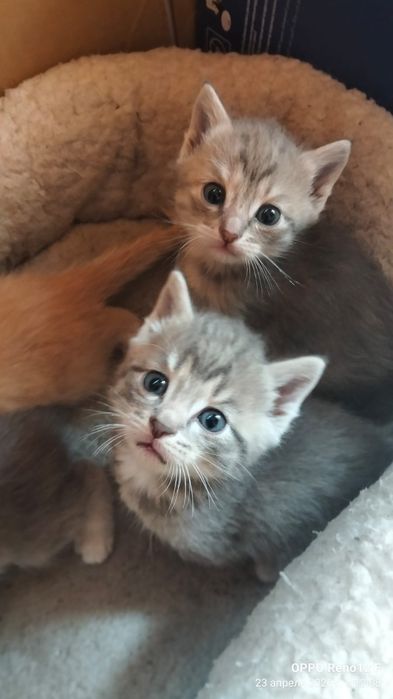 Одам котят бесплатно