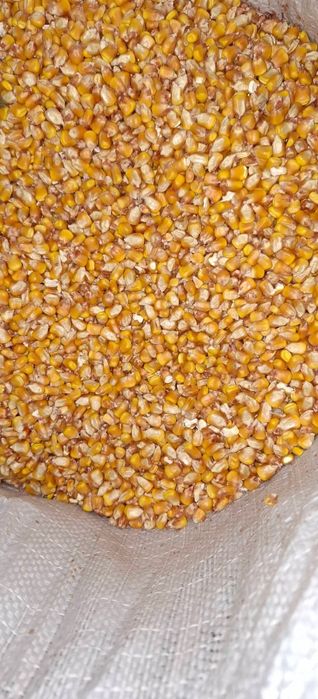 Vând porumb și grâu