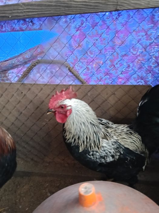 Продам молодой петухи