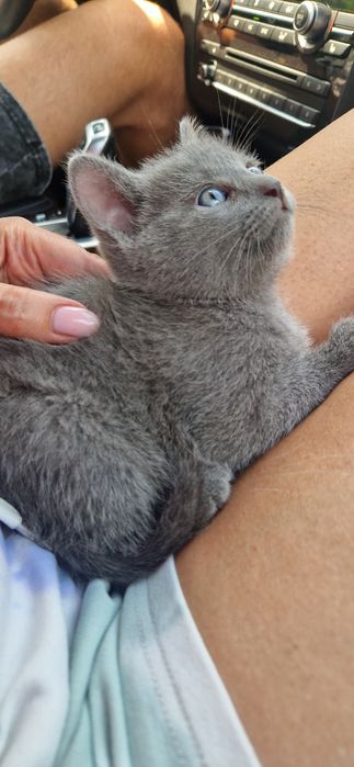 Котёнок девочка  !