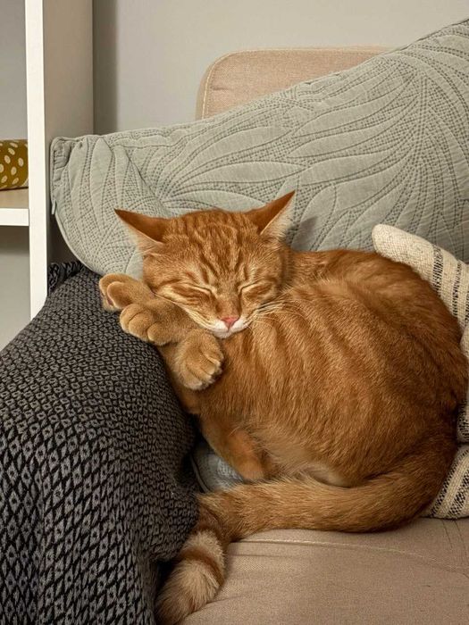 Рыжий котик в добрые руки