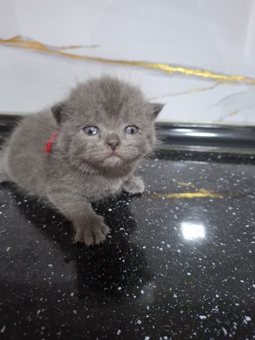 Jizzax cat huose