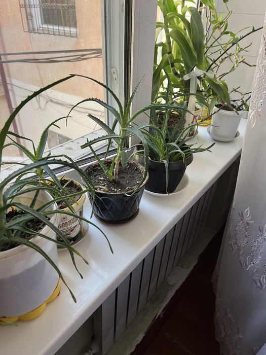 Комнатные цветы лечебное Алоэ и золотой ус