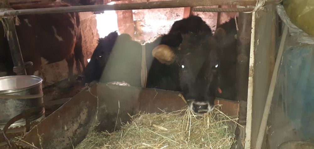 Таначалар Гуножинчалар бор