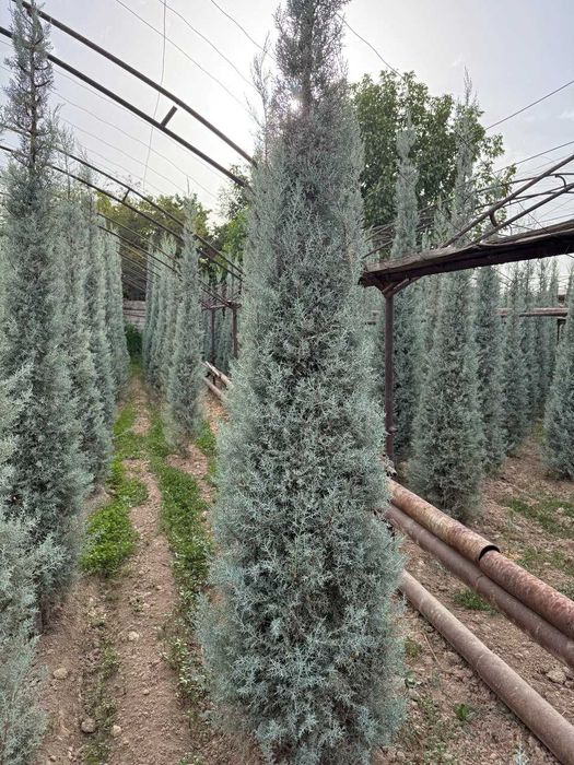 Кипарис Аризоника, Arizona Cypress