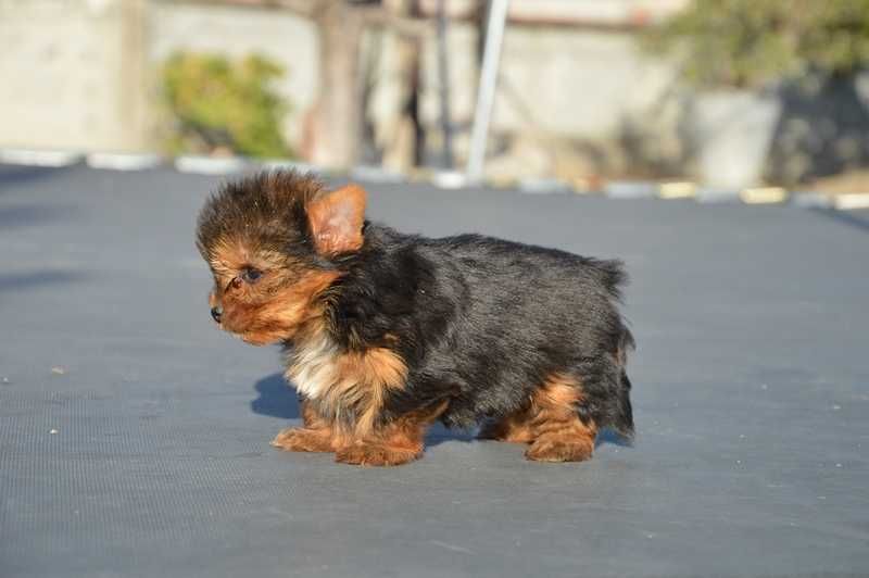 Йоркширски териер малък