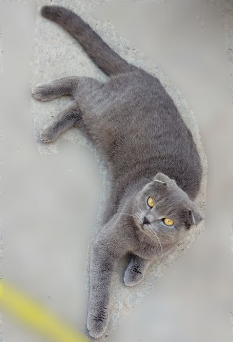 Скоттиш фолд киз бола мушук сотилади