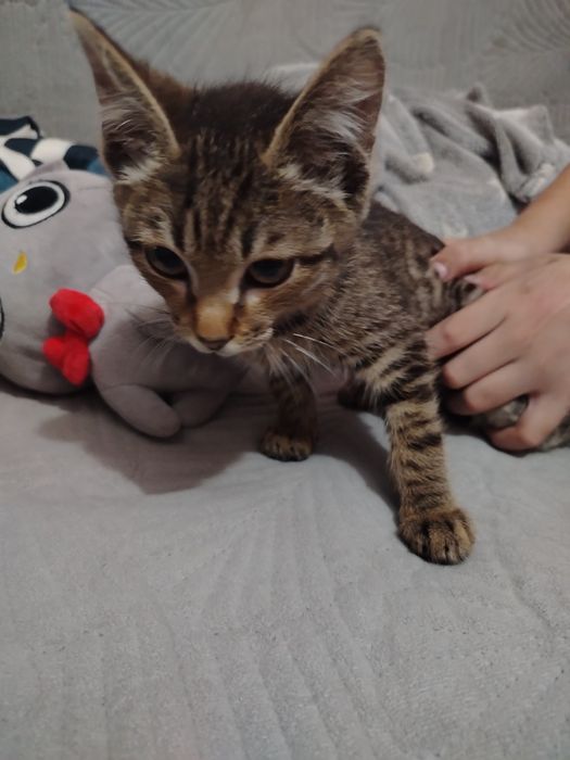 Отдам котёнка в добрые руки,